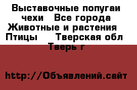 Выставочные попугаи чехи - Все города Животные и растения » Птицы   . Тверская обл.,Тверь г.